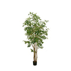 P1477- FICUS TREE