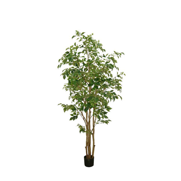 P1477- FICUS TREE