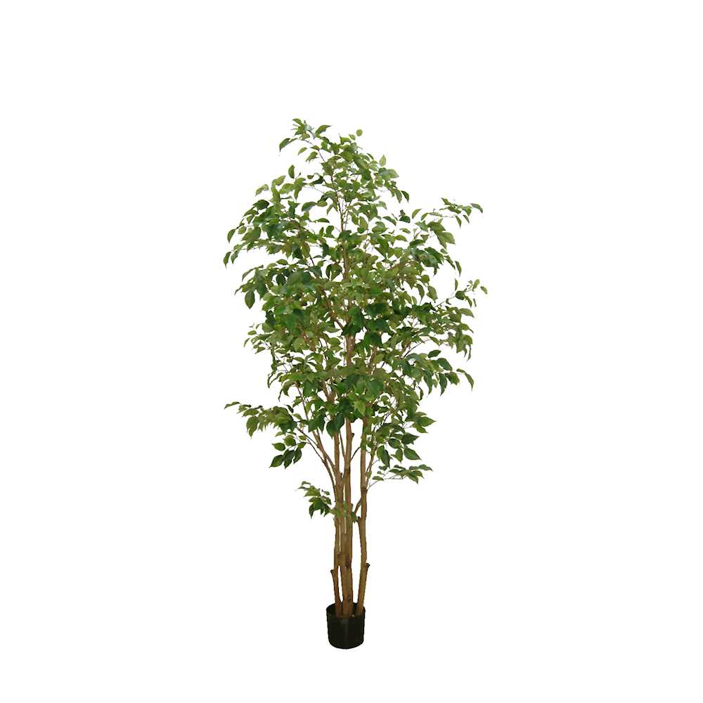 P1477- FICUS TREE