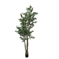 P1477A- FICUS TREE