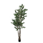 P1477A- FICUS TREE