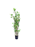 P1504-PTD RUBBER TREE W/PLASTIC POT