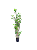 P1504-PTD RUBBER TREE W/PLASTIC POT
