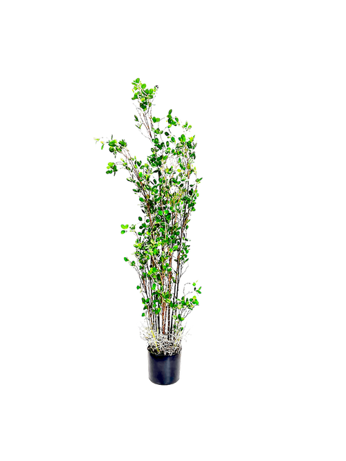 P1504-PTD RUBBER TREE W/PLASTIC POT