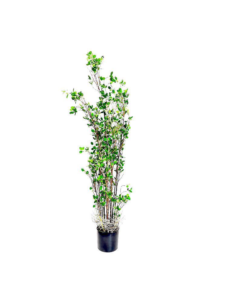 P1504-PTD RUBBER TREE W/PLASTIC POT