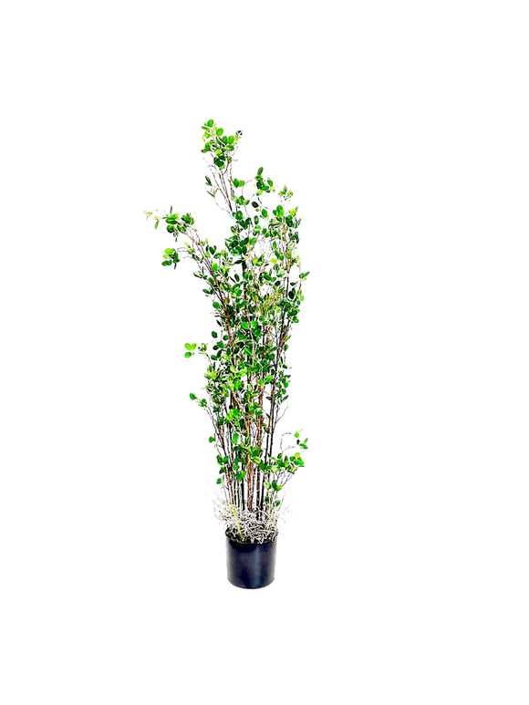 P1504-PTD RUBBER TREE W/PLASTIC POT