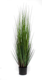 P1532-MOUNTAIN GRASS