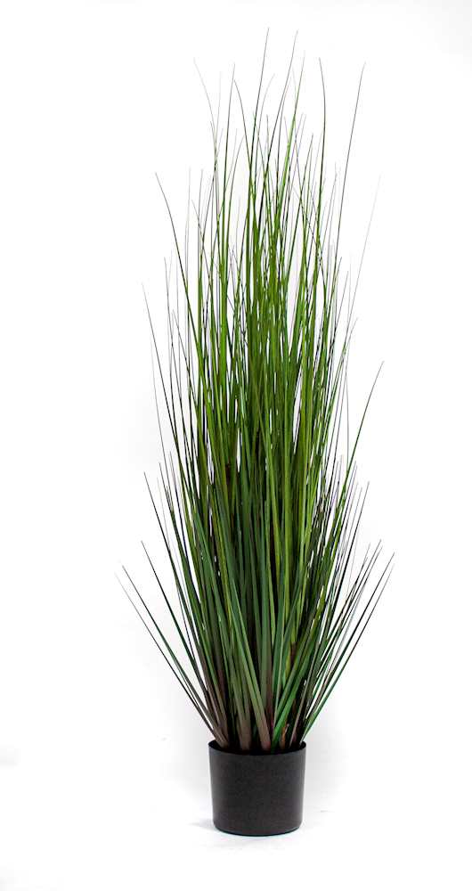 P1532-MOUNTAIN GRASS