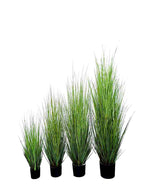 P1532-MOUNTAIN GRASS