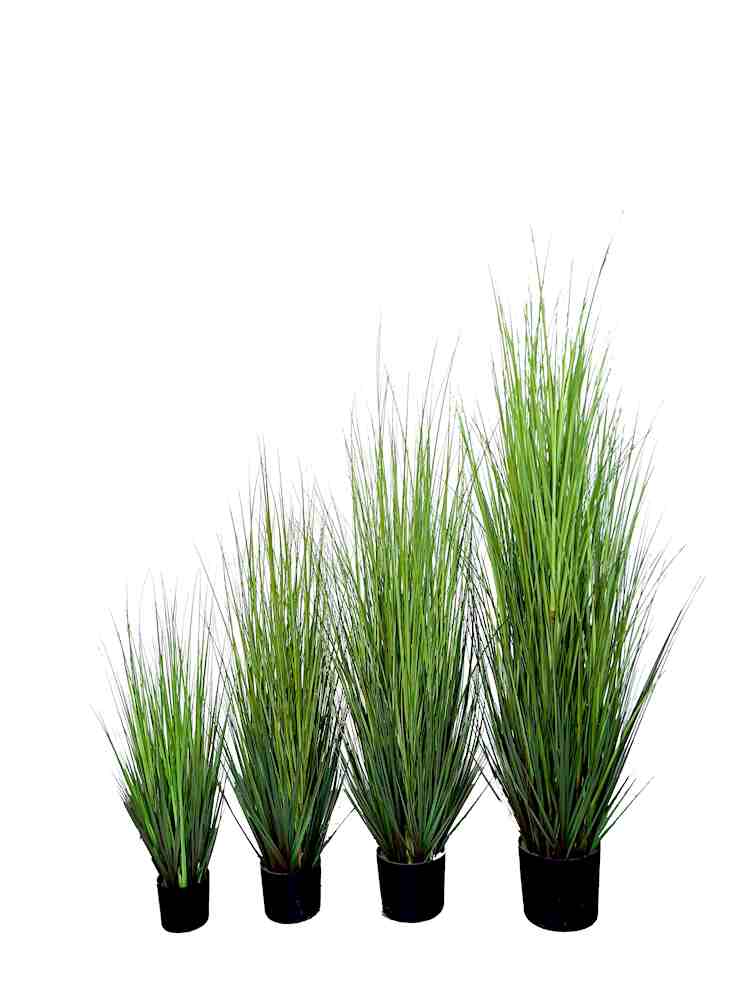 P1532-MOUNTAIN GRASS