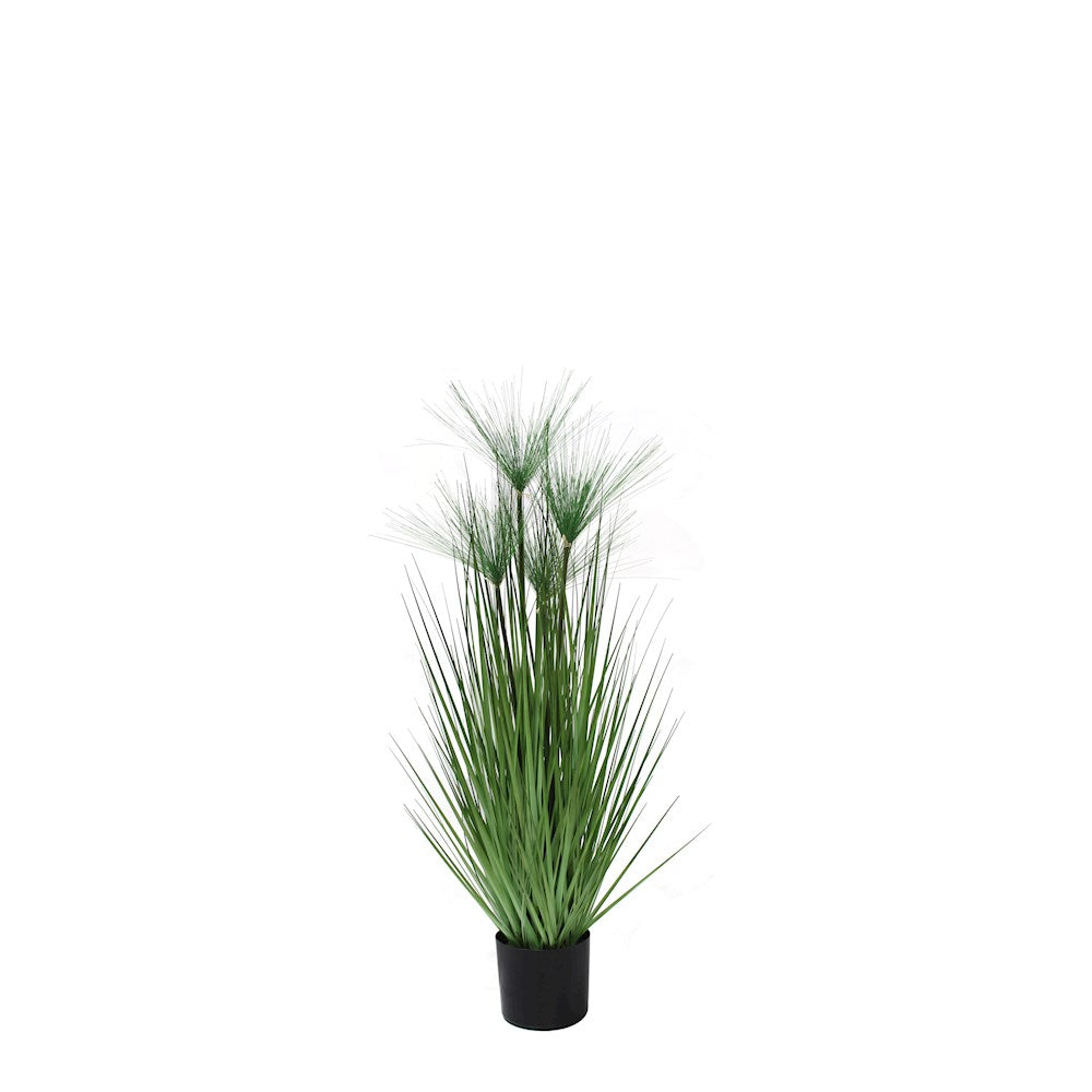 P1543-PAPYRUS GRASS