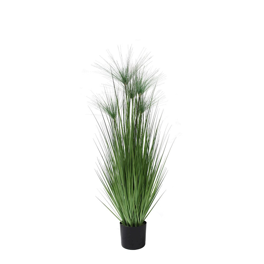 P1543-PAPYRUS GRASS