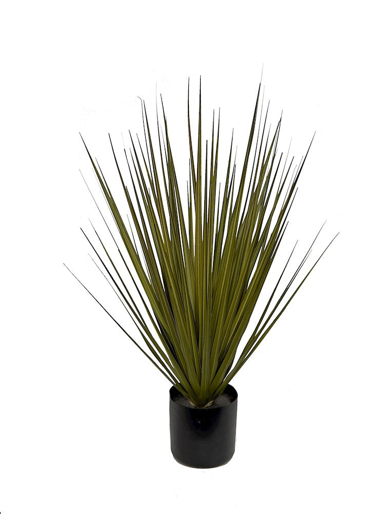 P1545-NEW GRASS BUSH