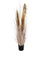 P1546-DRIED PAMPAS GRASS