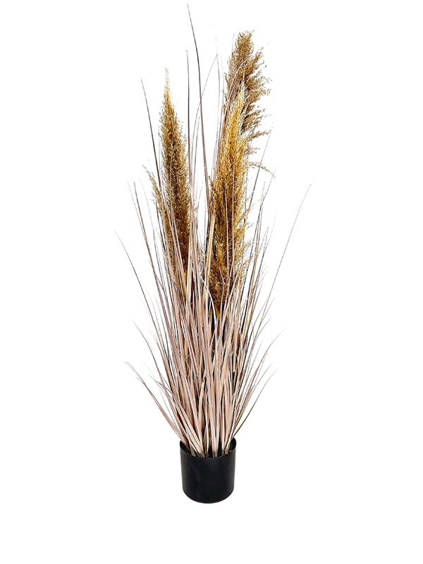 P1546-DRIED PAMPAS GRASS