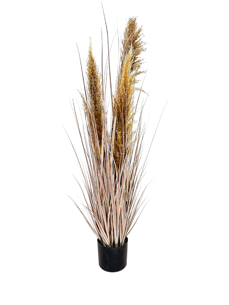P1546-DRIED PAMPAS GRASS