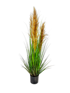 P1546-DRIED PAMPAS GRASS