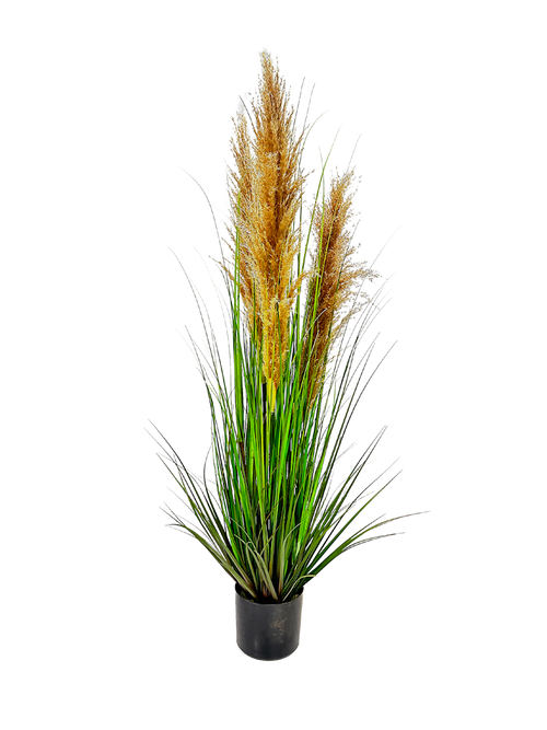 P1546-DRIED PAMPAS GRASS