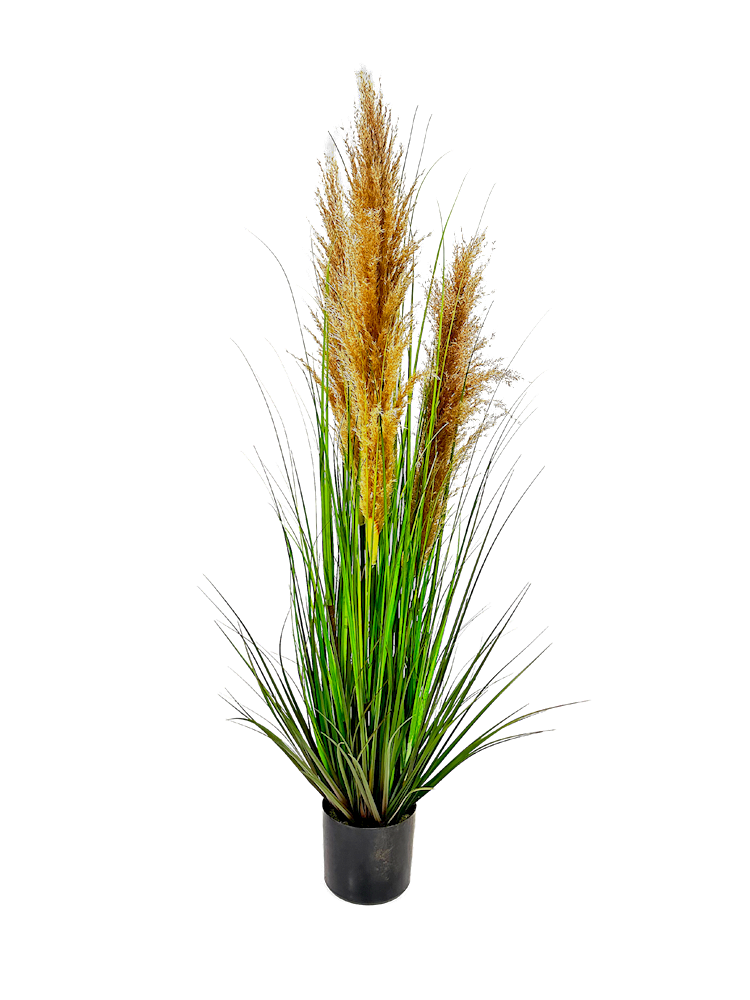 P1546-DRIED PAMPAS GRASS