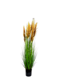 P1546-DRIED PAMPAS GRASS