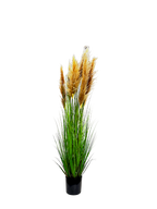 P1546-DRIED PAMPAS GRASS