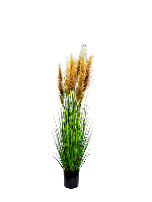 P1546-DRIED PAMPAS GRASS