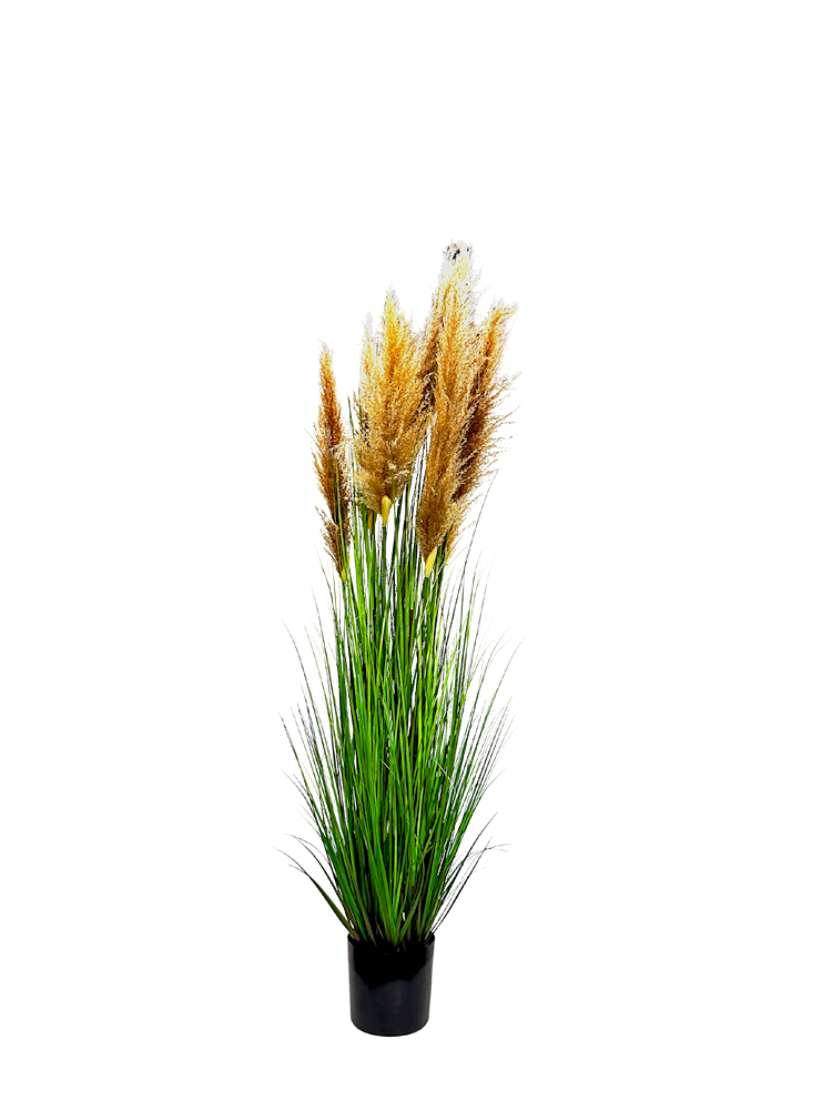 P1546-DRIED PAMPAS GRASS