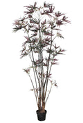 P1550-FINGER ARALIA TREE