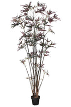P1550-FINGER ARALIA TREE