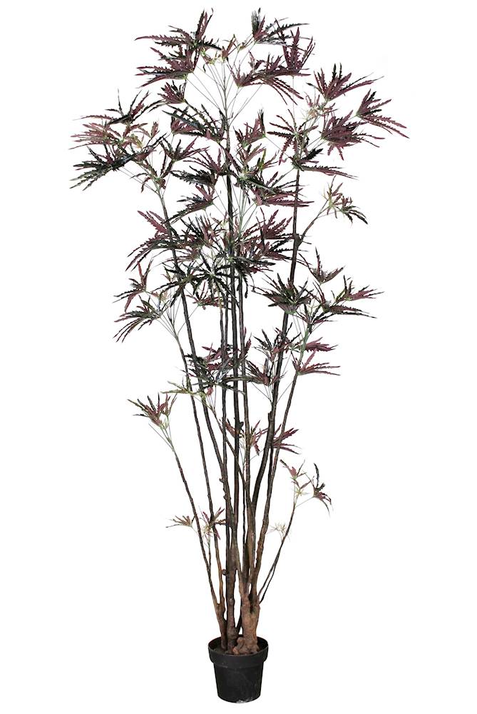 P1550-FINGER ARALIA TREE