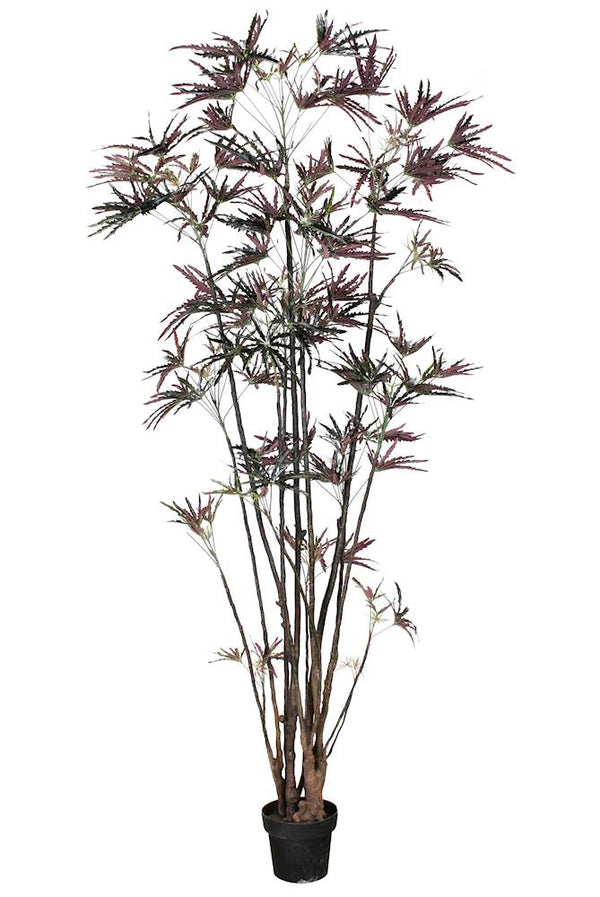 P1550-FINGER ARALIA TREE
