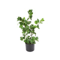 P1586-MINT LEAF