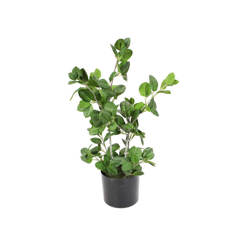 P1586-MINT LEAF