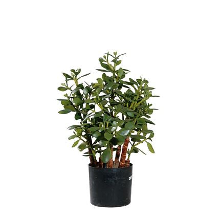 P1603-JADE PLANT
