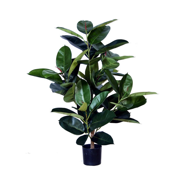 P1604-RUBBER PLANT
