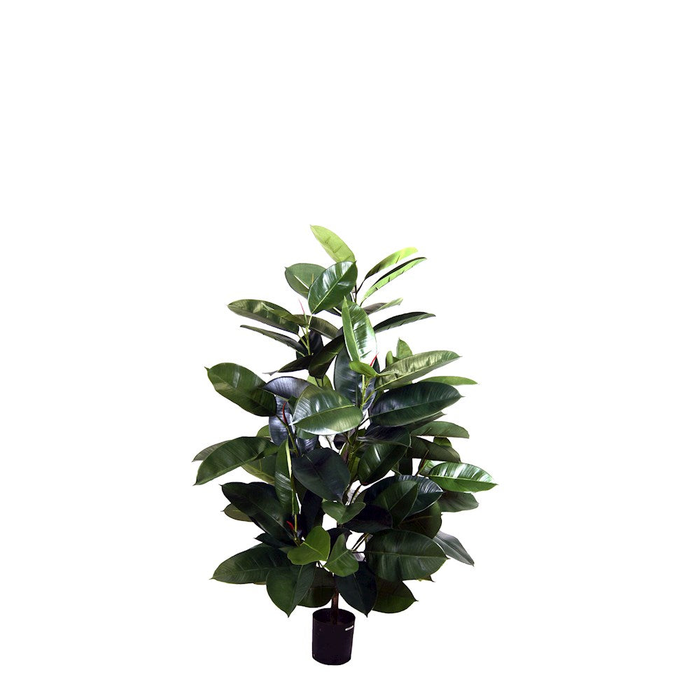 P1601 -  GREEN RUBBER PLANT SPRAY
