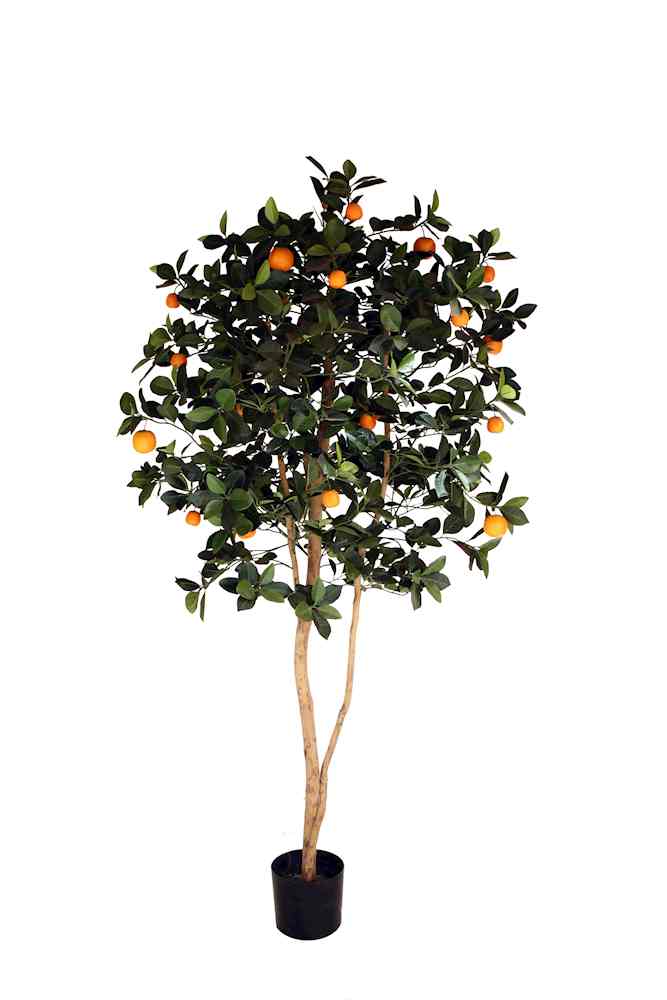 P1610-ORANGE TREE