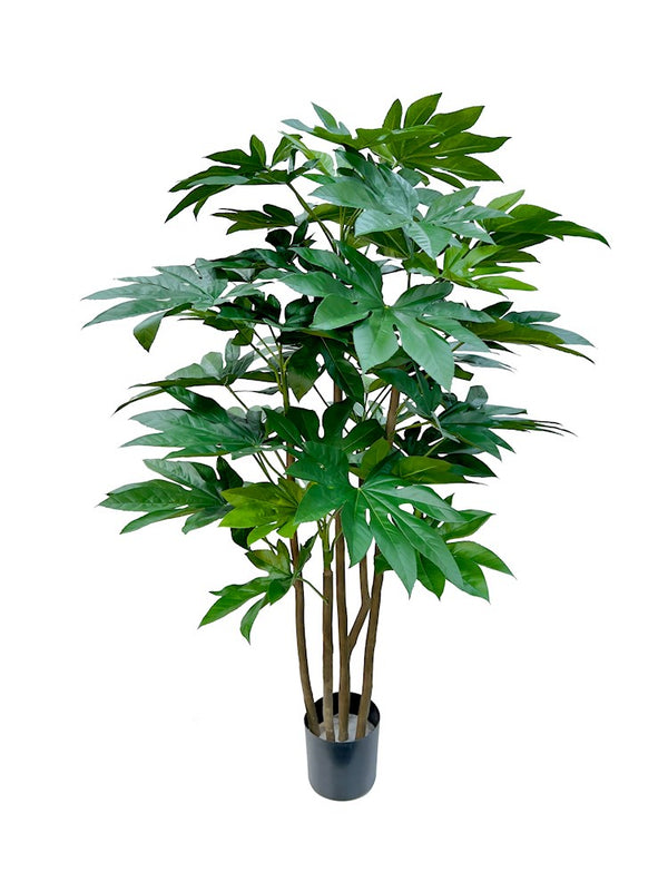 P1619-JAPANESE ARALIA TREE