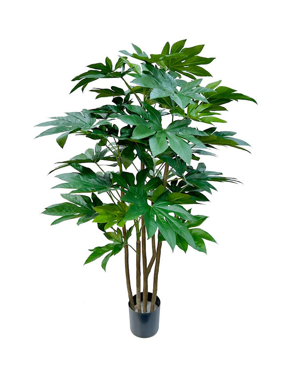 P1619-JAPANESE ARALIA TREE