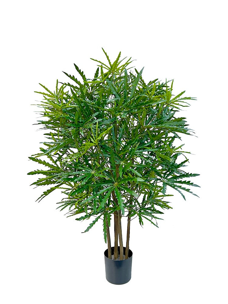 P1623-FALSE ARALIA TREE