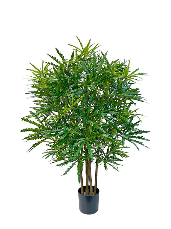 P1623-FALSE ARALIA TREE