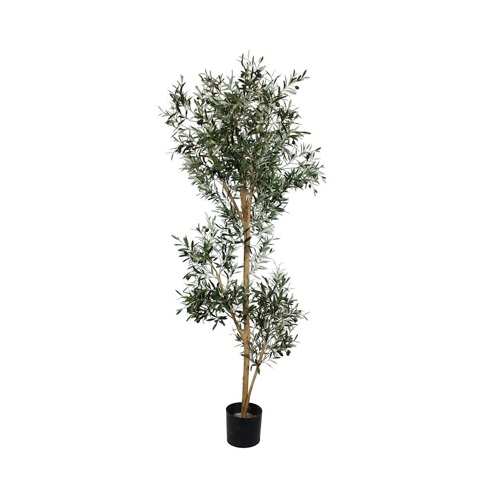 P1666-ITALIAN OLIVE TREE