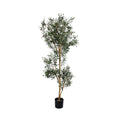 P1666-ITALIAN OLIVE TREE