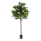 P1682G-GIANT TRUNK BRAZILIAN FIDDLE LEAF TREE W/61