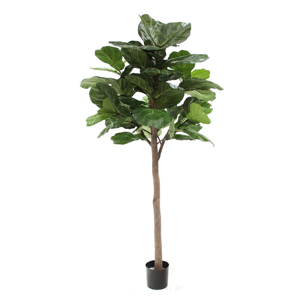 P1682G-GIANT TRUNK BRAZILIAN FIDDLE LEAF TREE W/61