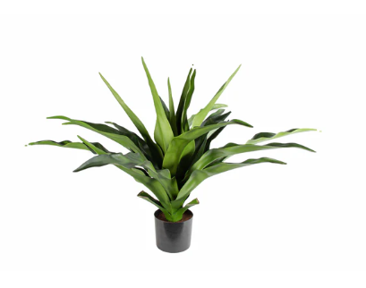 P1684-2.5 -  PTD CRINUM PLANT W/22LVS