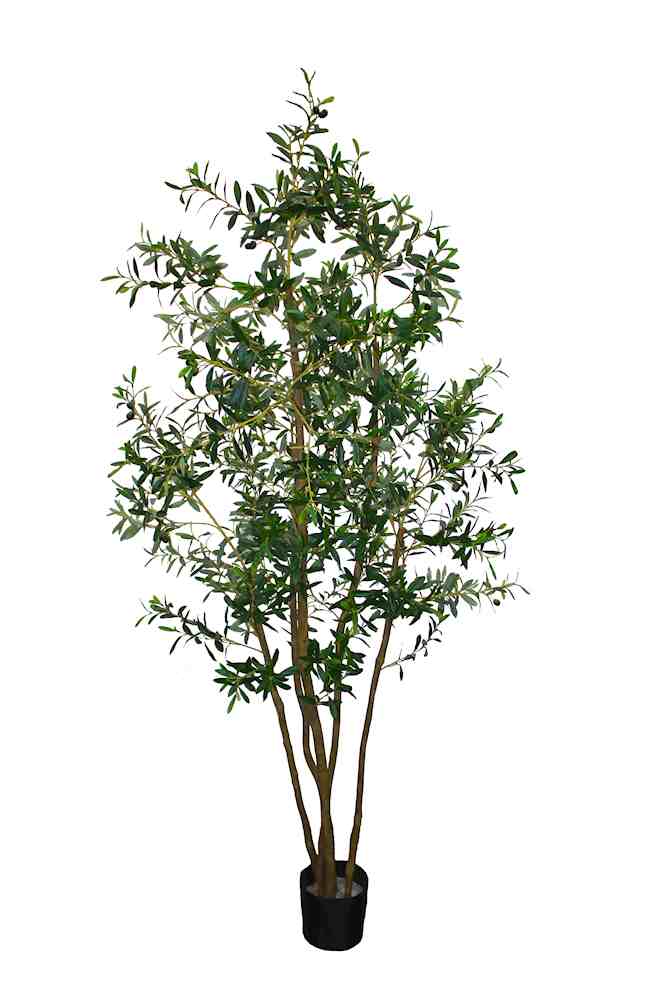 P1689-ITALIAN OLIVE TREE
