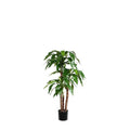 P1717-DRACAENA PLANT