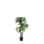 P1717-DRACAENA PLANT