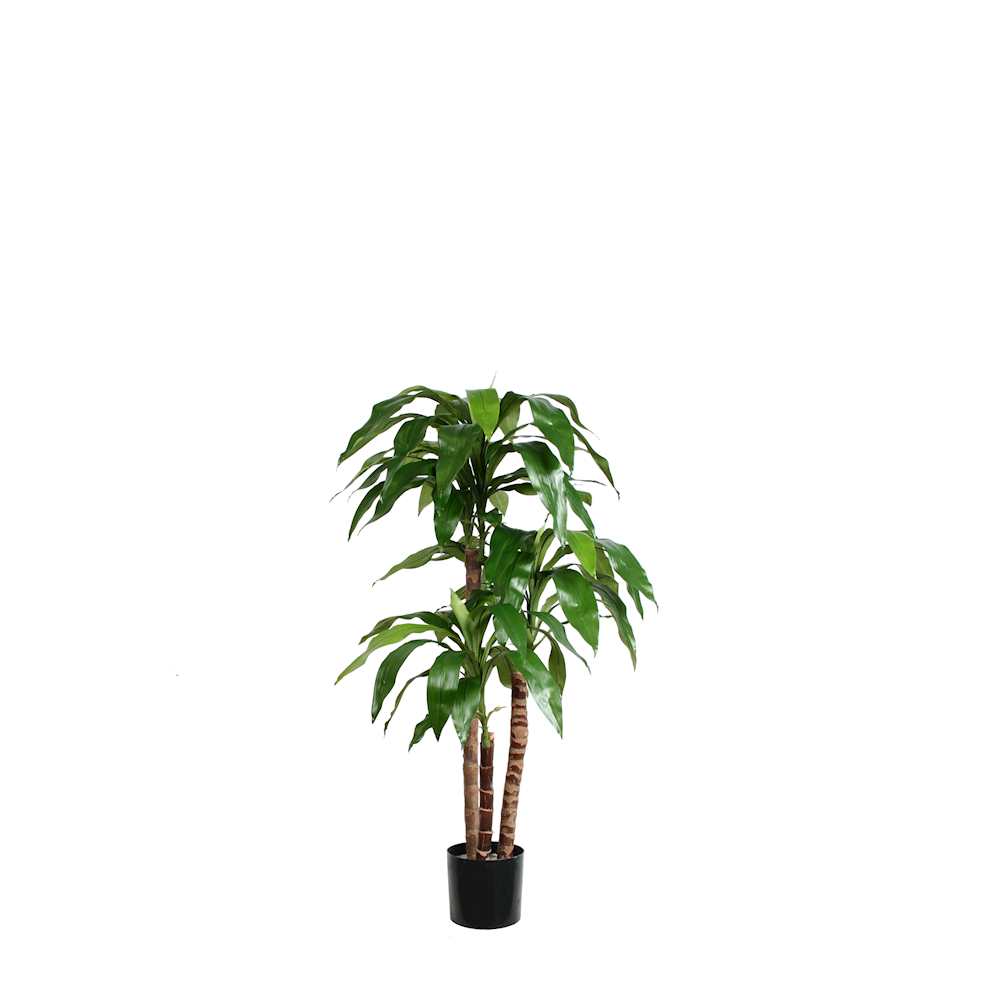 P1717-DRACAENA PLANT